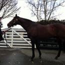 Champion sire 'Zabeel' Champion sire 'Zabeel'