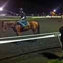 Chris Barham casting his eye over his filly Jolie Bay at Rosehill trackwork