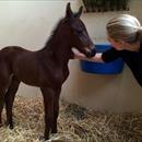 Clare playing with a beautiful 2 day old AllTooHard foal @VineryStud