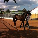 Coworth Park enjoying a leisurely afternoon walk