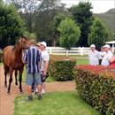 Stallion parade at Widden Stud