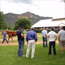 Inspecting Widdens 2011 Magic Millions Yearlings Inspecting Widdens 2011 Magic Millions Yearlings