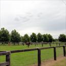 Coolmore day yards Coolmore day yards