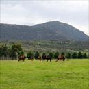 Coolmore Stud mares and foals