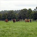 The lush Coolmore paddocks The lush Coolmore paddocks