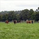 The lush Coolmore paddocks