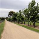 Treelined paddocks Treelined paddocks