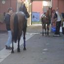 Regular morning at the stables Regular morning at the stables