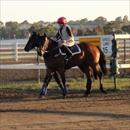 Horses about to be worked at Flemington Horses about to be worked at Flemington