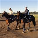 Colts returning after trackwork Colts returning after trackwork