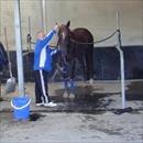At home in the tie up stalls At home in the tie up stalls