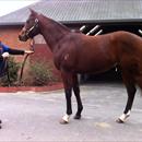 Darci Brahma x Nataliewood colt Darci Brahma x Nataliewood colt