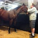 David casting his eye over his Fastnet Rock filly...
