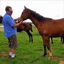 David Russo inspecting his yearling at Lomar Park Stud David Russo inspecting his yearling at Lomar Park Stud