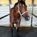 Deep Field after breaking the track record @atc_races Canterbury Outstanding effort at 3rd start #machine