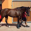 Deep Field back into the stables @rosehillgardens looking Awesome !!!