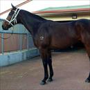 Emaratee looking good at Rosehill Emaratee looking good at Rosehill