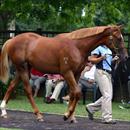 Encosta De Lago colt at the Windsor Parade