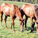 Entirely Platinum and Leebaz as yearlings in the paddock at Windsor Park Stud Entirely Platinum and Leebaz as yearlings in the paddock at Windsor Park Stud