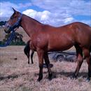 Fastnet Rock x Legally Bay filly at Makybe