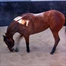 Fastnet Rock/Legally Bay filly having a roll in the sand Fastnet Rock/Legally Bay filly having a roll in the sand