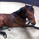 Foranotherday having a roll in the sand at Flemington