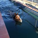 Golden Slipper winner Mossfun enjoying her swim Has returned in fantastic order Golden Slipper winner Mossfun enjoying her swim Has returned in fantastic order