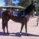 Happy Zero at Warwick Farm trials Happy Zero at Warwick Farm trials