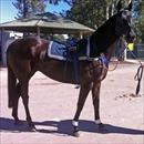 Happy Zero at Warwick Farm trials