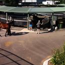 Horses walking in the afternoon Horses walking in the afternoon