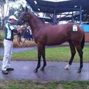 Melbourne Premier Sales 2011 Lot 13 Fastnet Rock x Gypsy Princess colt