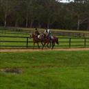 Horses working at Limitless Lodge Horses working at Limitless Lodge
