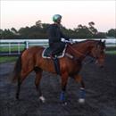 Glenstal Abbey at morning trackwork Glenstal Abbey at morning trackwork