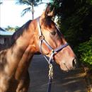 Stratford enjoying the Gold Coast sunshine after his win