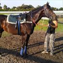 Torino at trackwork Torino at trackwork