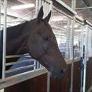 Maluckyday at the rosehill stables Maluckyday at the rosehill stables
