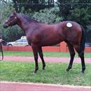 Inglis Classic sale Lot 183 Fastnet Rock - Razzia colt