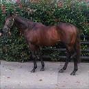 Zabeel Zabeel