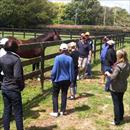 Falkirk at Windsor Park Stud Falkirk at Windsor Park Stud
