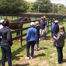 Falkirk at Windsor Park Stud