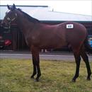 Karaka 2011 Lot 69 Pentire x Special Jade colt