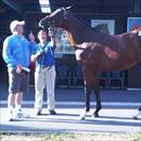 Karaka 2011 Lot 456 Darci Brahma x Natalie Wood colt (Maluckyday's brother) You're the one, says John Hawkes