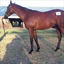 Karaka 2011 Lot 491 Zabeel x Polish Princess colt