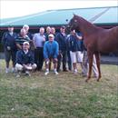 Karaka 2011 Lot 490 Pentire x Foxy Blonde colt 'Group of very happy clients' Karaka 2011 Lot 490 Pentire x Foxy Blonde colt 'Group of very happy clients'