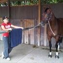 Britt at Warwick Farm trials with Shadowofexcellence Britt at Warwick Farm trials with Shadowofexcellence
