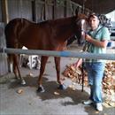 Segii with Aneto at Warwick Farm trials Segii with Aneto at Warwick Farm trials