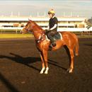 Exceed and Excel x Legally Bay filly at Rosehill ... Exceed and Excel x Legally Bay filly at Rosehill ...