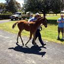 Inspecting foals Inspecting foals