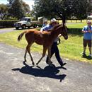 Inspecting foals