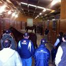 Inspecting yearlings inside Winsor Park Stud's yearling barn Inspecting yearlings inside Winsor Park Stud's yearling barn